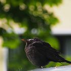 ein schräger Vogel