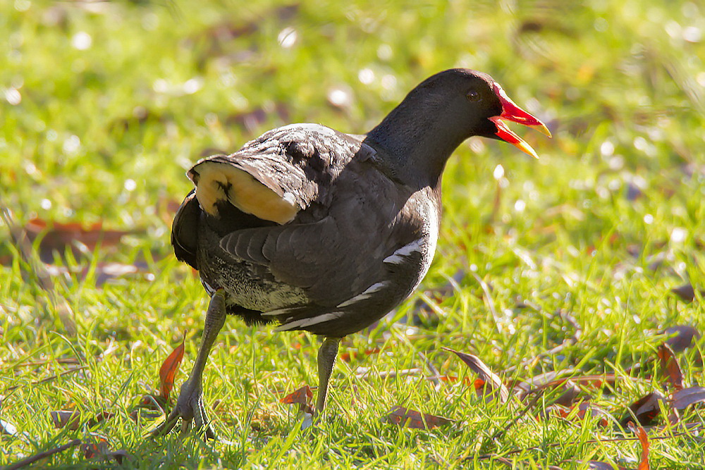 Ein schräger Vogel