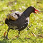 Ein schräger Vogel