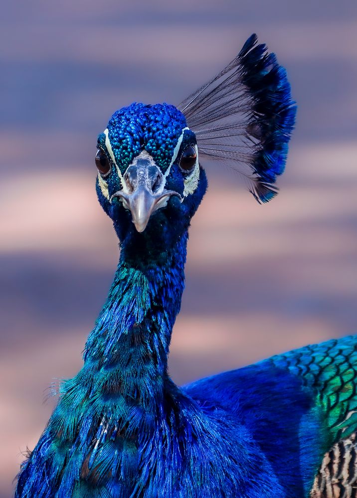 Ein schräger Vogel