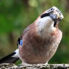 ein schräger Vogel