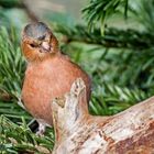 "EIN SCHRÄGER VOGEL"