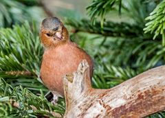 "EIN SCHRÄGER VOGEL"