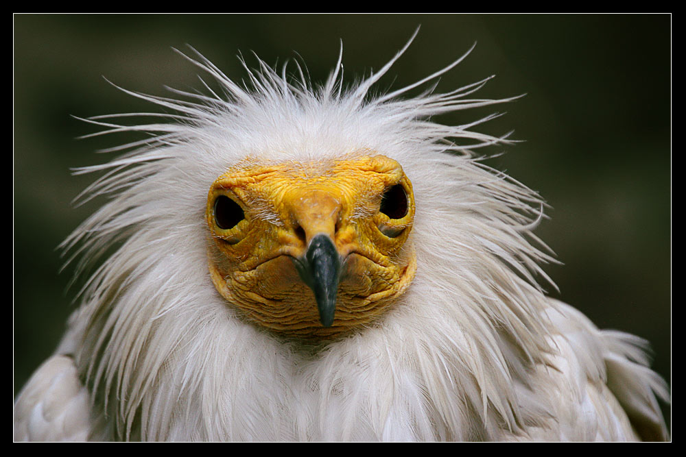 Ein schräger Vogel