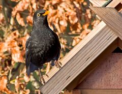 Ein schräger Vogel