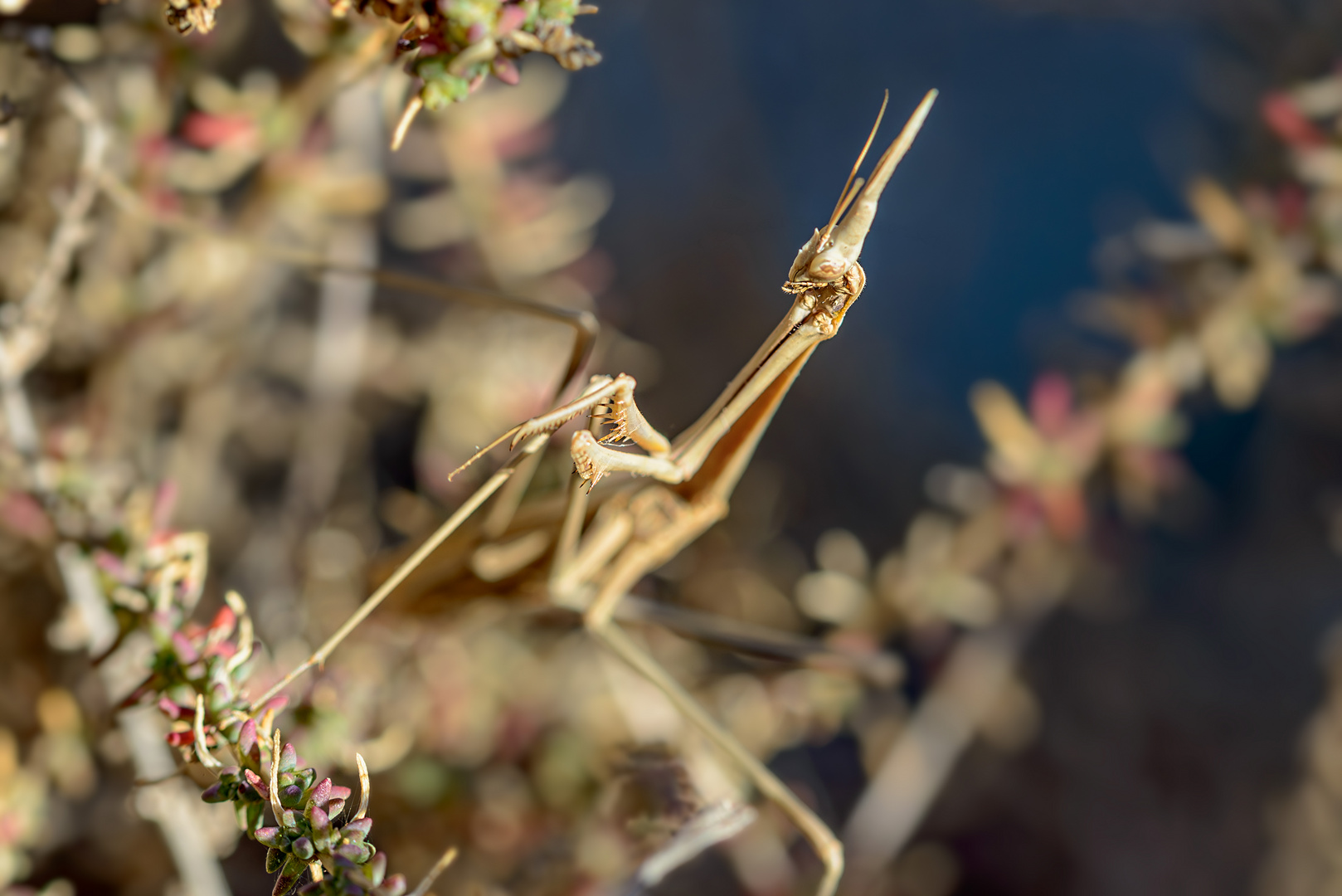 Ein schräger "Vogel"