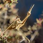 Ein schräger "Vogel"