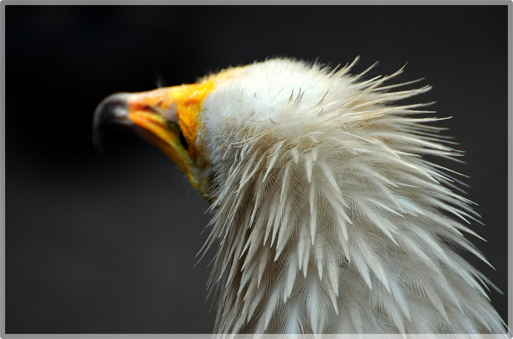 Ein schräger Vogel...