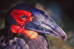 ein "schräger Vogel" Hornrabe