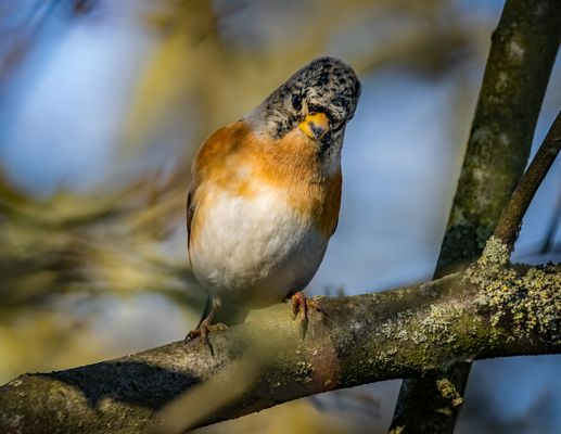 "Ein SCHRÄGER ..... Vogel oder so"