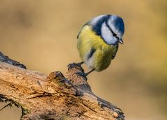 "EIN SCHRÄGER VOGEL" - wie mir scheint