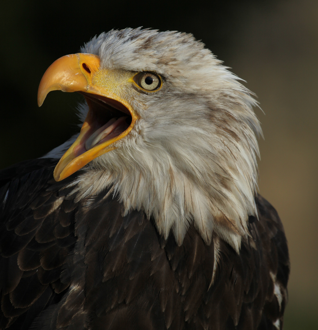 Ein Schreiseeadler