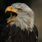 Ein Schreiseeadler