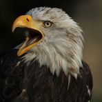 Ein Schreiseeadler