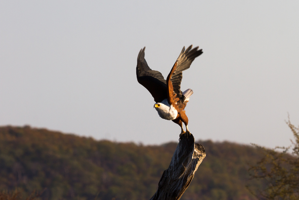 Ein Schreiseeadler startet zum Erkundungsflug über den Lake Kariba