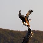 Ein Schreiseeadler startet zum Erkundungsflug über den Lake Kariba