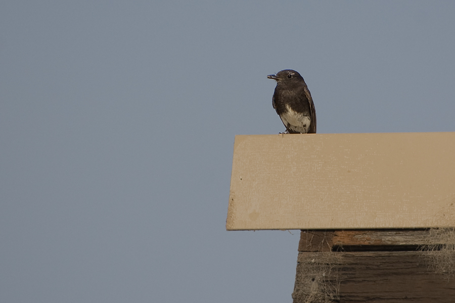 Ein Schreivogel aus dem Südwesten Nordamerikas