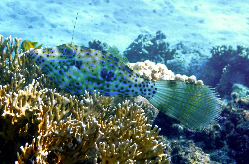 Ein Schriftfeilenfisch bei Hurghada