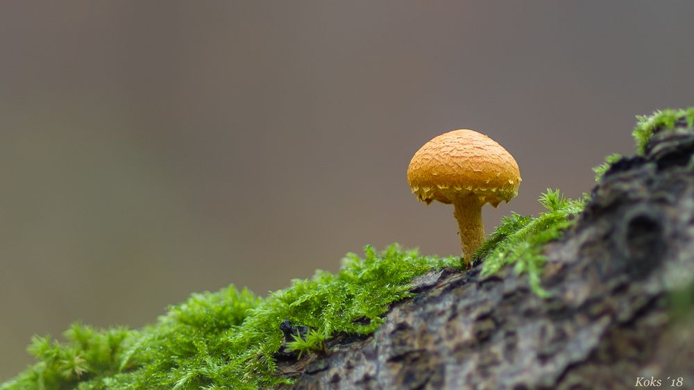 Ein Schüppling steht im Walde ...