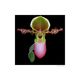 Blumen + Pflanzen