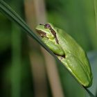 Ein schwäbischer Laubfrosch