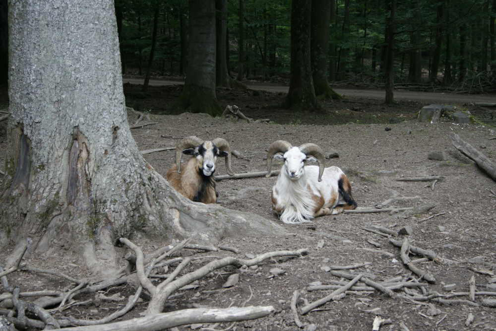 Ein schwätzchen hinterm Baum ....