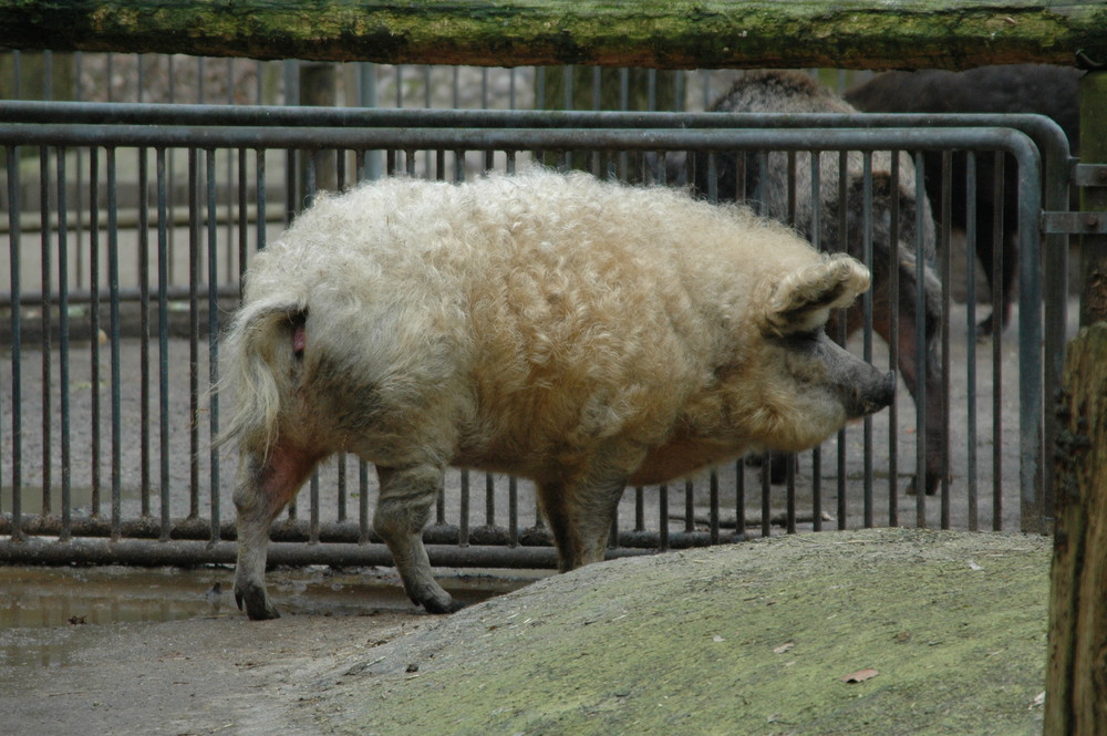 Ein "Schwaf" :-) - oder auch Wollschwein ....