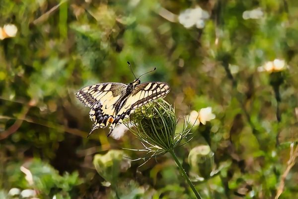 Ein Schwalbenschwanz