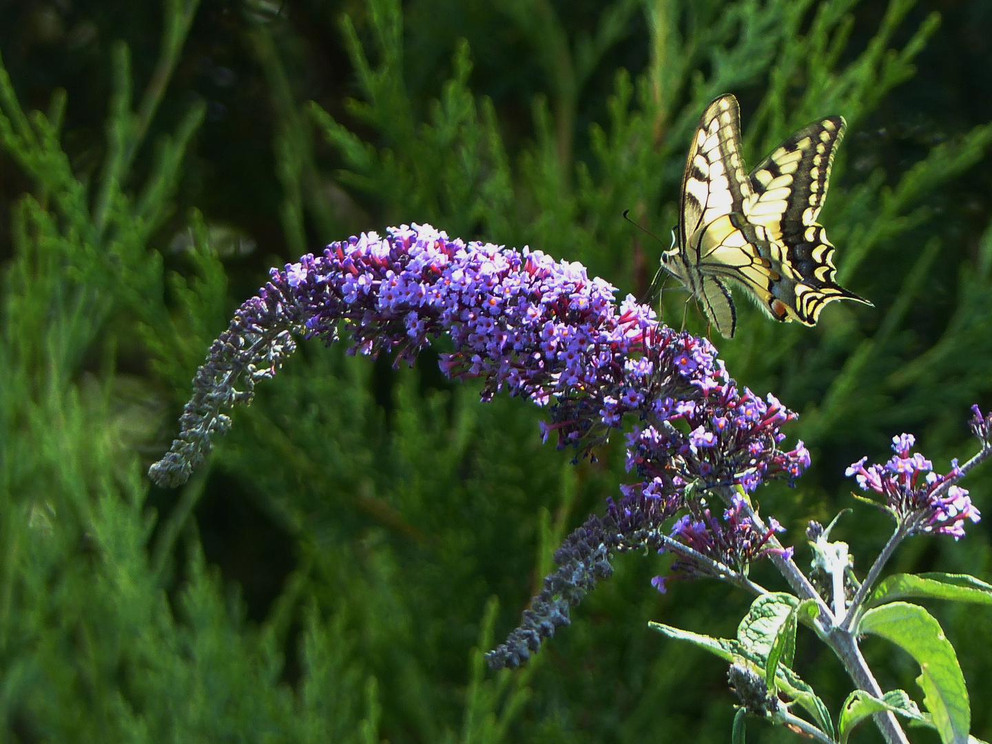 Ein Schwalbenschwanz in unserem Garten