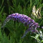 Ein Schwalbenschwanz in unserem Garten