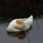 Ein Schwan.......