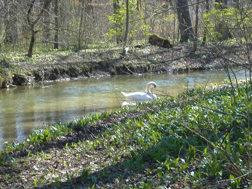 Ein Schwan