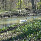 Ein Schwan