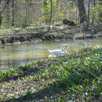 Ein Schwan