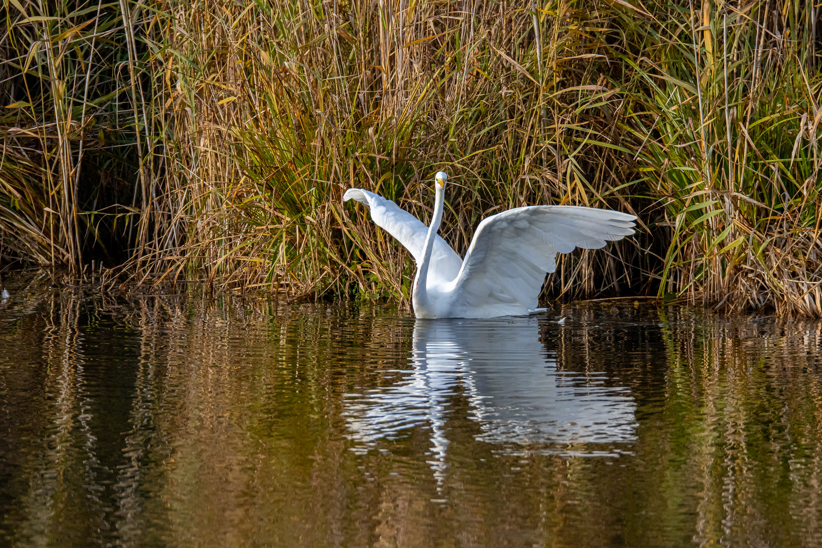 Ein Schwan???