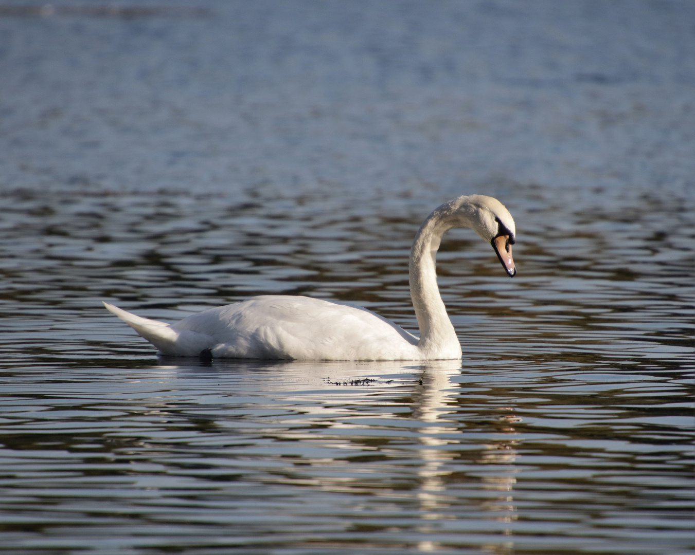 Ein Schwan.