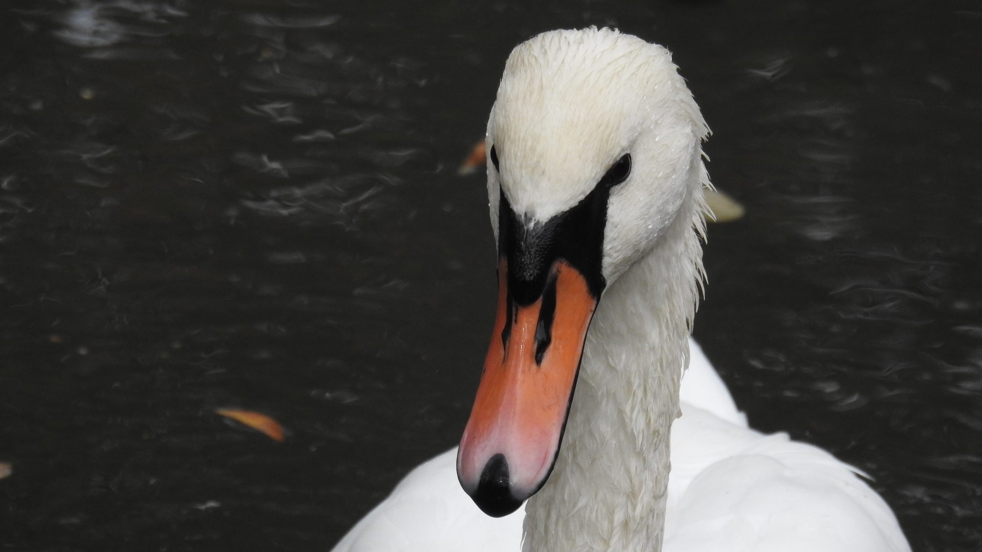 ein  Schwan.