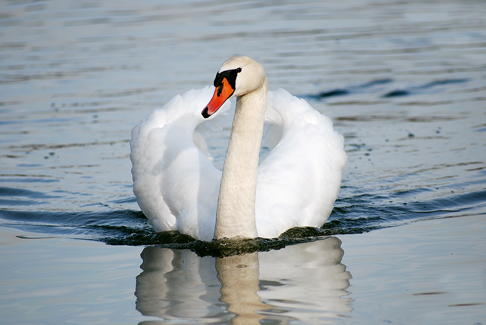 ein Schwan