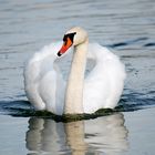 ein Schwan