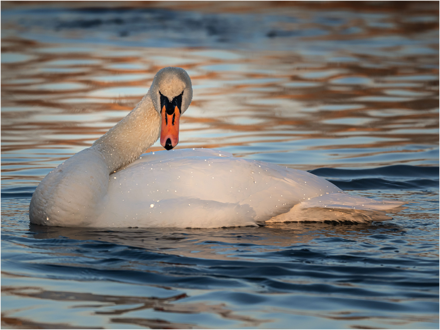 Ein Schwan ...