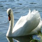 Ein Schwan