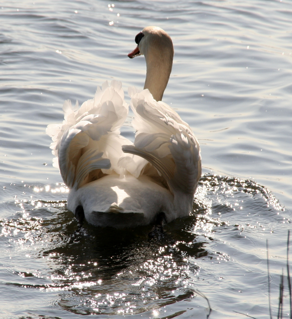 Ein Schwan