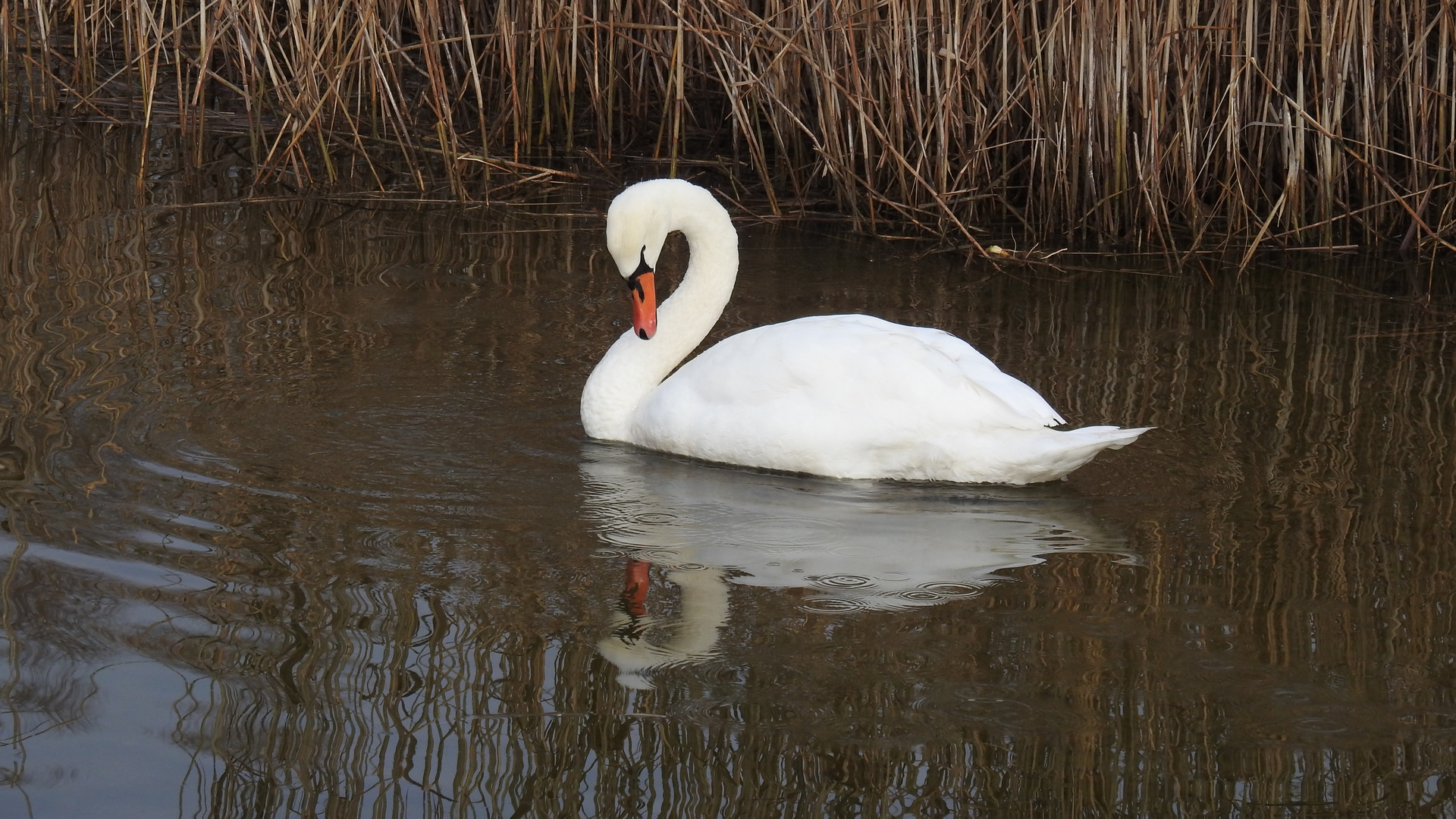 ein Schwan.