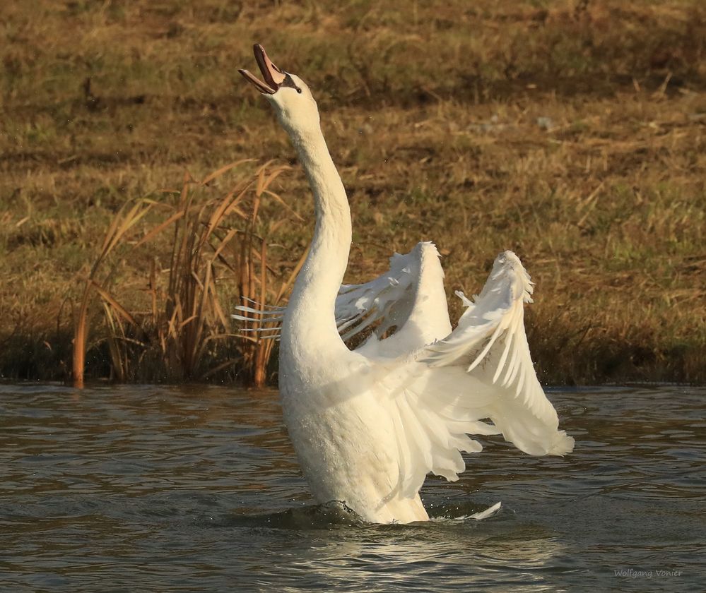 Ein Schwan