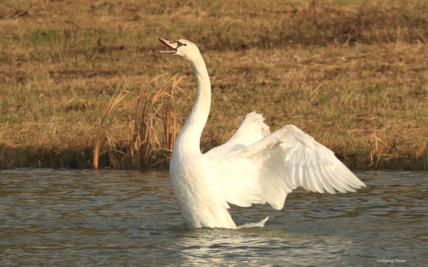Ein Schwan Foto & Bild tiere, wildlife, wild lebende vögel Bilder auf