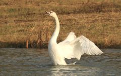 Ein Schwan 