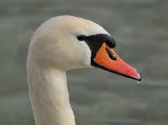 Ein Schwan