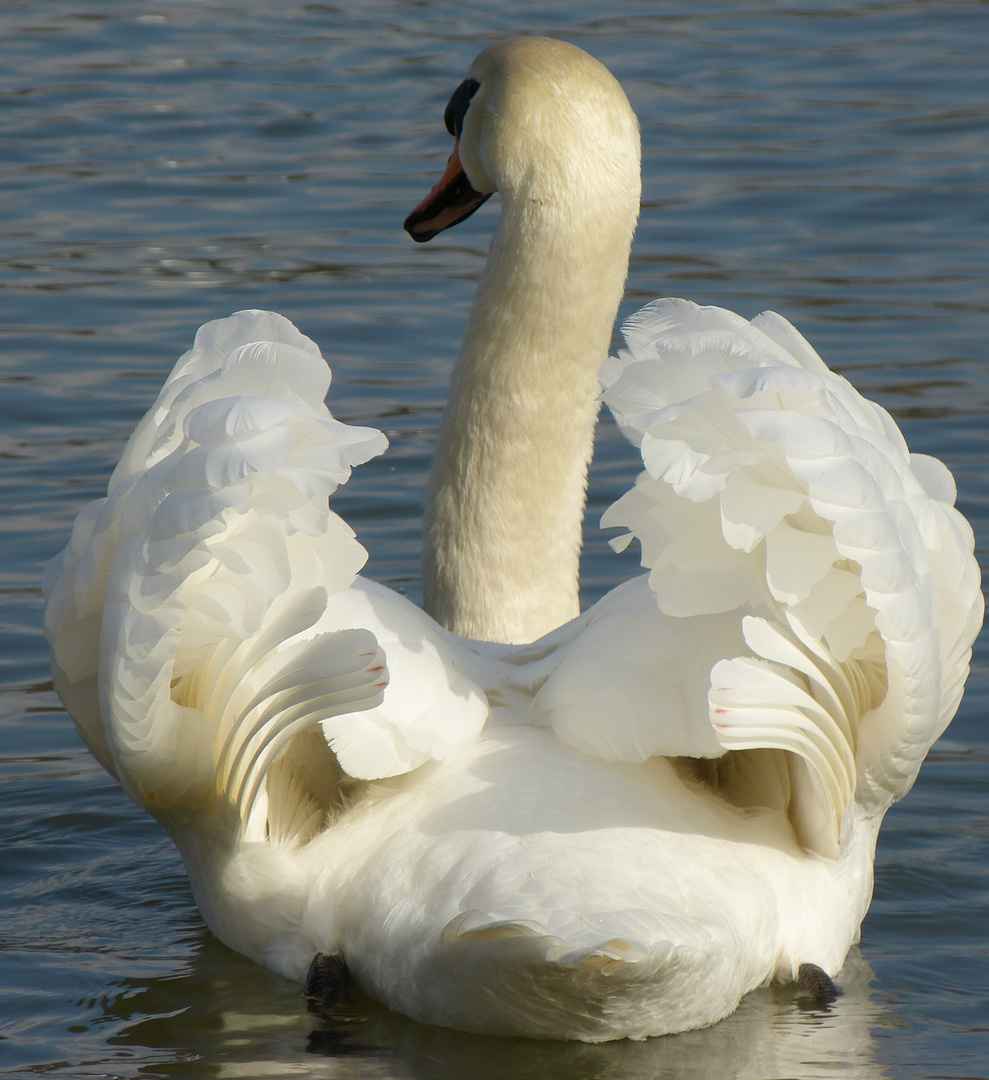 Ein Schwan