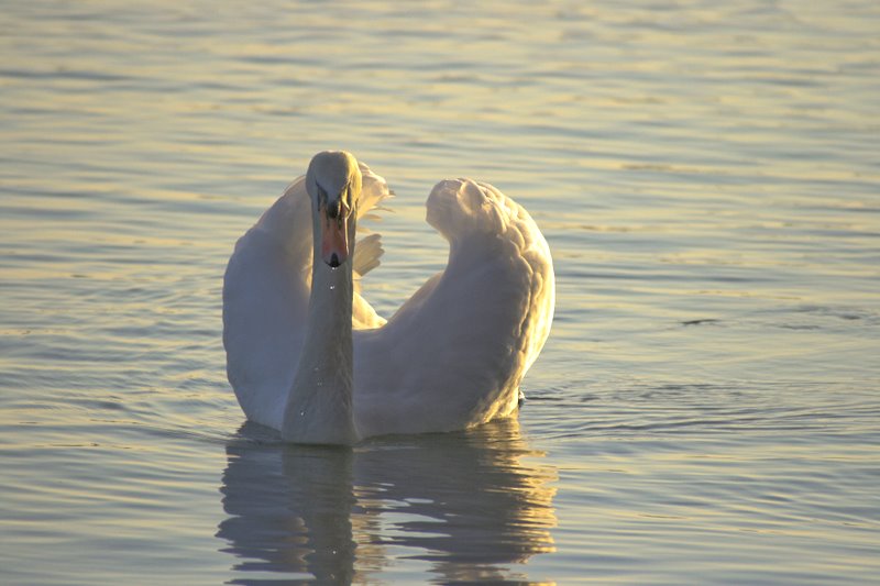 Ein Schwan