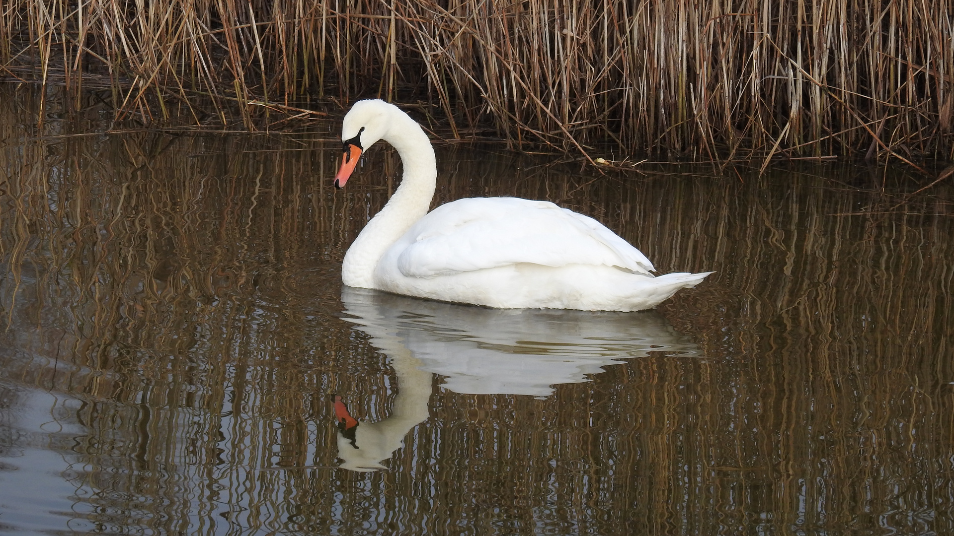 ein Schwan.